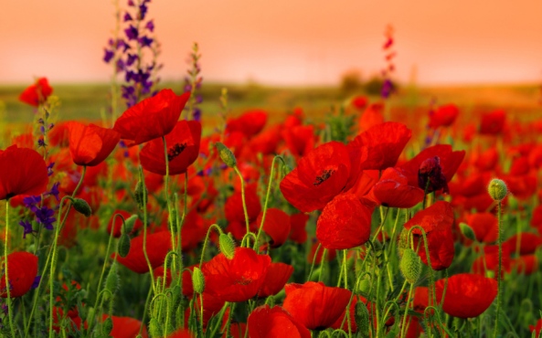 red-poppies-field